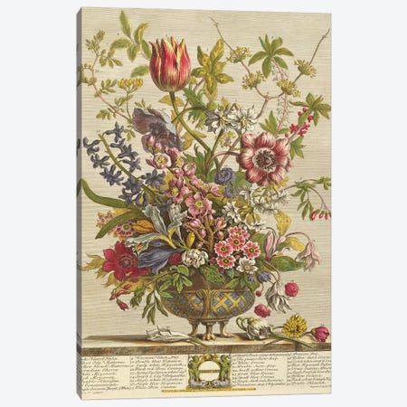 February, from `Twelve Months of Flowers' by Robert Furber  Canvas Print #BMN369} by Pieter Casteels Canvas Print