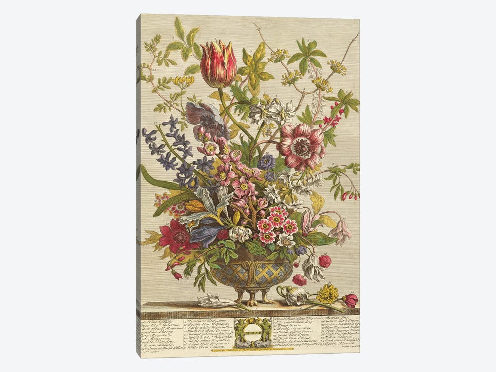 February, from `Twelve Months of Flowers' by Robert Furber  by Pieter Casteels 1-piece Canvas Artwork