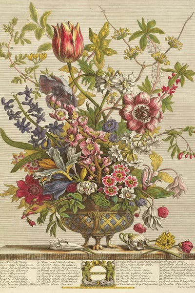 Botanical Still Life: February, from `Twelve Months of Flowers' by Robert Furber  by Pieter Casteels
