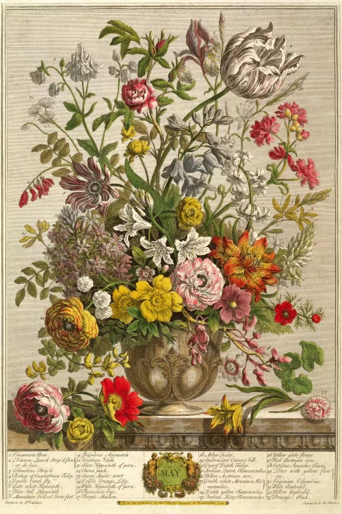 May, from 'Twelve Months of Flowers' by Robert Furber  by Pieter Casteels wall art