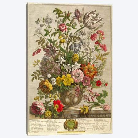 May, from 'Twelve Months of Flowers' by Robert Furber  Canvas Print #BMN370} by Pieter Casteels Canvas Artwork