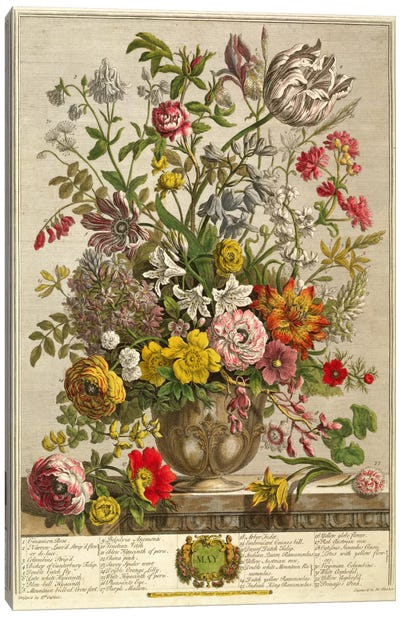 May, from 'Twelve Months of Flowers' by Robert Furber  Canvas Art Print