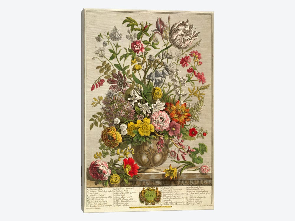 May, from 'Twelve Months of Flowers' by Robert Furber  1-piece Canvas Art