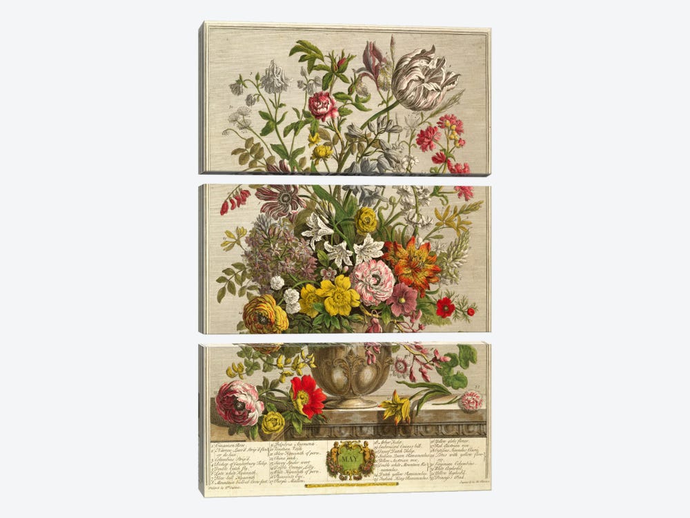 May, from 'Twelve Months of Flowers' by Robert Furber  by Pieter Casteels 3-piece Canvas Wall Art