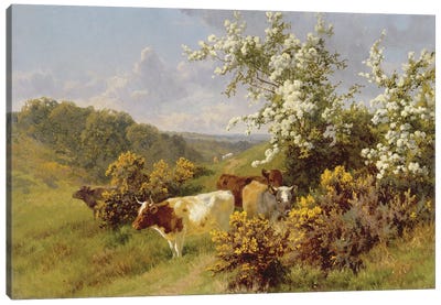 May Blossom  Canvas Art Print - Countryside Art