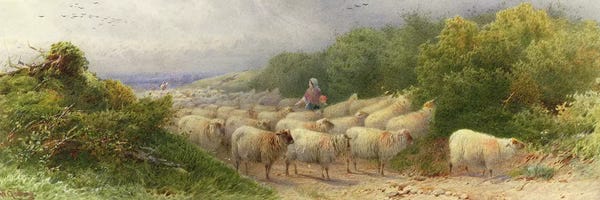 Sheep: Sheep on the Downs  by William W. Gosling