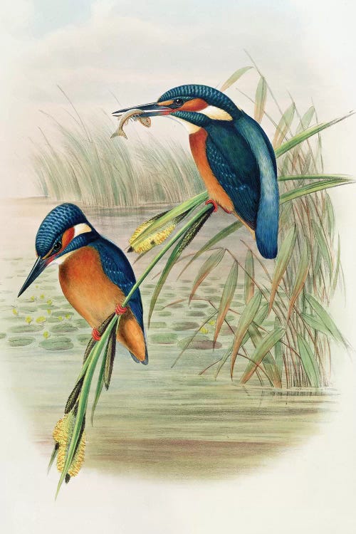 Alcedo Ispida, plate from 'The Birds of Great Britain' by John Gould, published 1862-73 