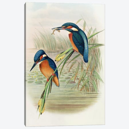 Alcedo Ispida, plate from 'The Birds of Great Britain' by John Gould, published 1862-73  Canvas Print #BMN3801} by John Gould Art Print