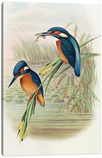 Alcedo Ispida, plate from 'The Birds of Great Britain' by John Gould, published 1862-73  Canvas Art Print