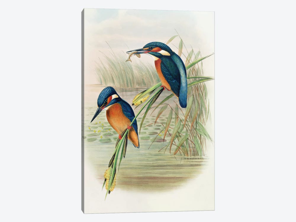 Alcedo Ispida, plate from 'The Birds of Great Britain' by John Gould, published 1862-73  by John Gould 1-piece Canvas Art Print