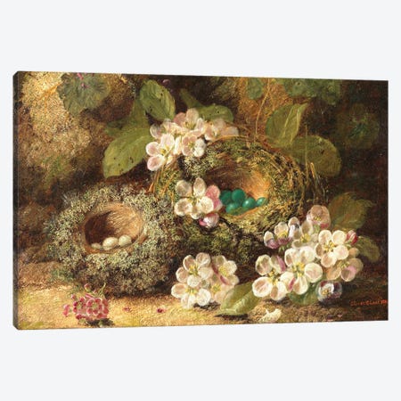 Primroses and Bird's Nests on a Mossy Bank, 1882  Canvas Print #BMN3809} by Oliver Clare Art Print