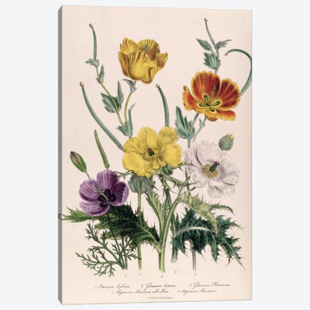 Poppies and Anemones, plate 5 from 'The Ladies' Flower Garden', published 1842  Canvas Print #BMN382} by Jane Loudon Art Print
