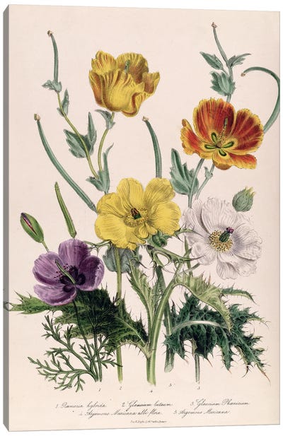 Poppies and Anemones, plate 5 from 'The Ladies' Flower Garden', published 1842  Canvas Art Print