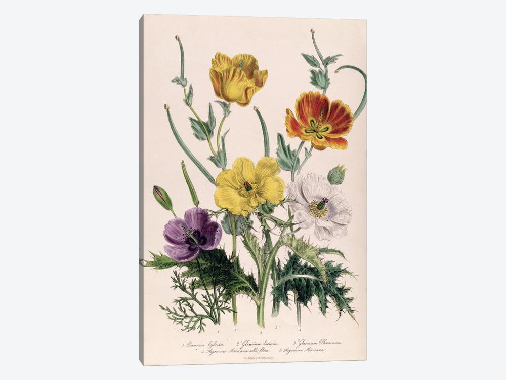 Poppies and Anemones, plate 5 from 'The Ladies' Flower Garden', published 1842  1-piece Canvas Art Print