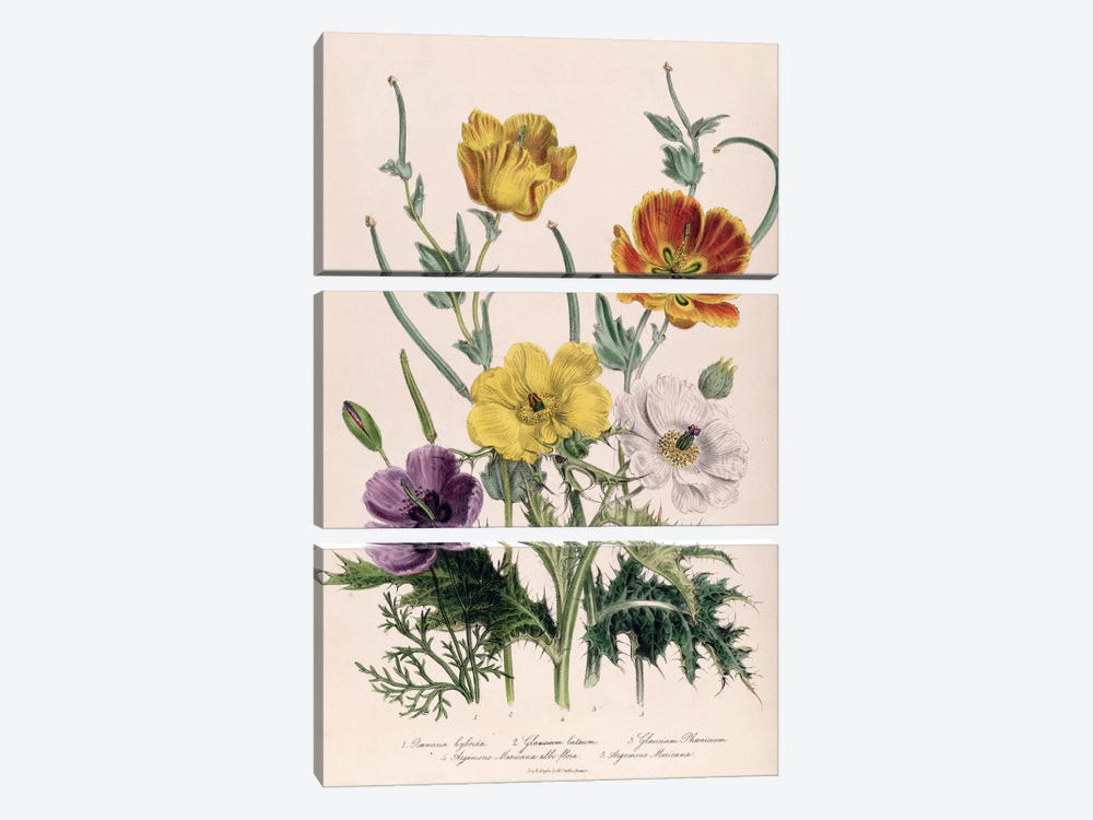 Poppies and Anemones, plate 5 from 'The Ladies' Flower Garden', published 1842  by Jane Loudon 3-piece Canvas Art Print