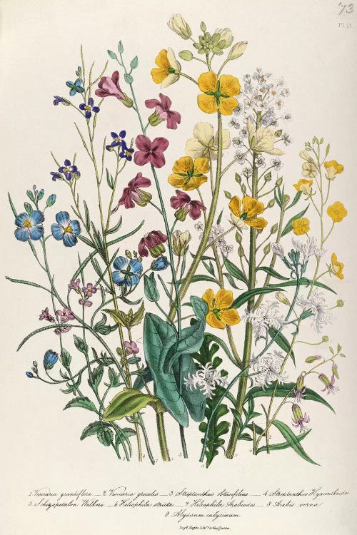 Forget-me-nots and Buttercups, plate 13 from 'The Ladies' Flower Garden', published 1842 