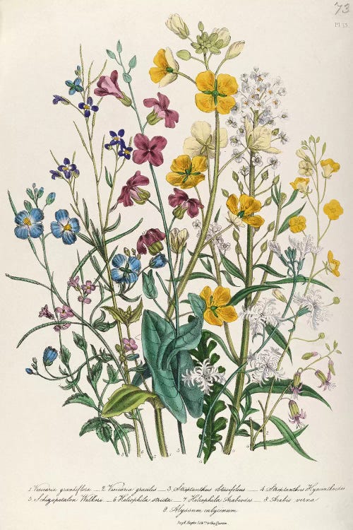Forget-me-nots and Buttercups, plate 13 from 'The Ladies' Flower Garden', published 1842  by Jane Loudon wall art