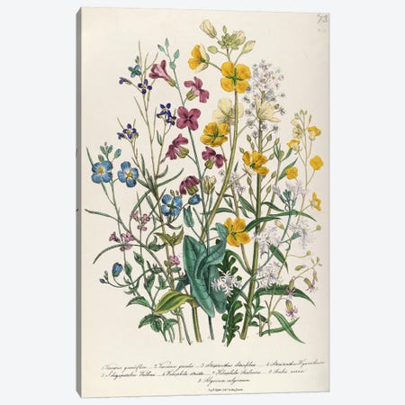 Forget-me-nots and Buttercups, plate 13 from 'The Ladies' Flower Garden', published 1842  Canvas Print #BMN383} by Jane Loudon Art Print