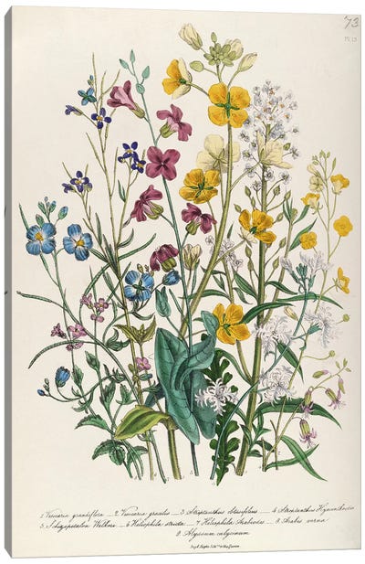Forget-me-nots and Buttercups, plate 13 from 'The Ladies' Flower Garden', published 1842  Canvas Art Print