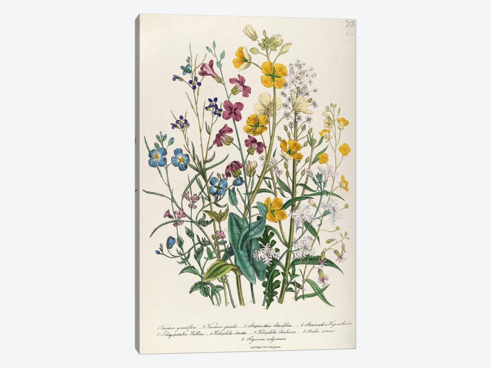 Forget-me-nots and Buttercups, plate 13 from 'The Ladies' Flower Garden', published 1842  by Jane Loudon 1-piece Canvas Art