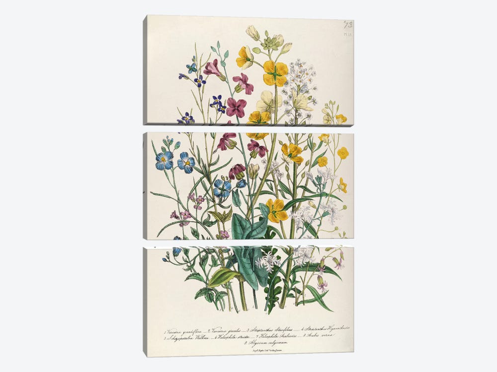 Forget-me-nots and Buttercups, plate 13 from 'The Ladies' Flower Garden', published 1842  by Jane Loudon 3-piece Canvas Artwork