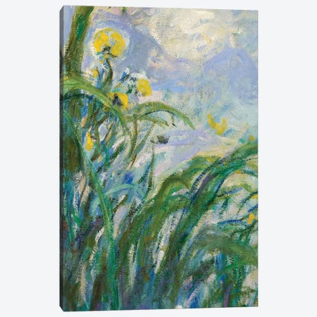 The Yellow Iris  Canvas Print #BMN3865} by Claude Monet Canvas Artwork