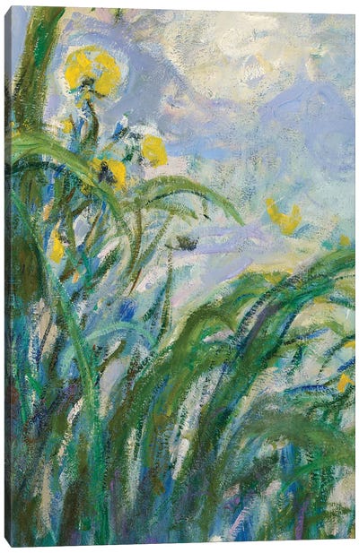 The Yellow Iris  Canvas Art Print - Claude Monet