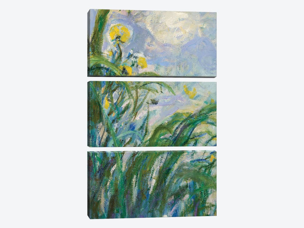The Yellow Iris  by Claude Monet 3-piece Canvas Print