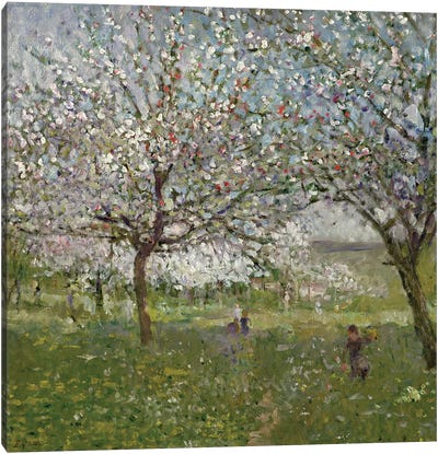 Apple Trees in Flower Canvas Art Print - Apple Trees