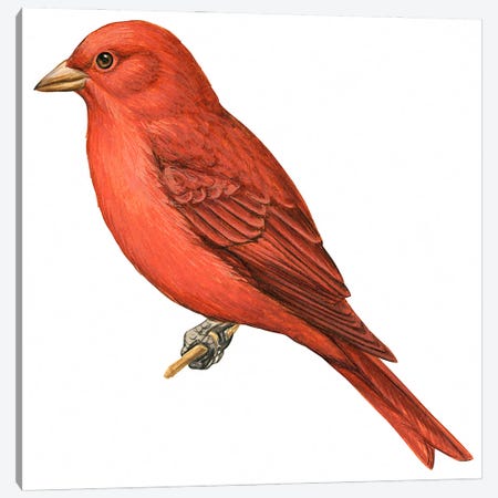 Summer tanager Canvas Print #BMN4008} by Unknown Artist Canvas Artwork