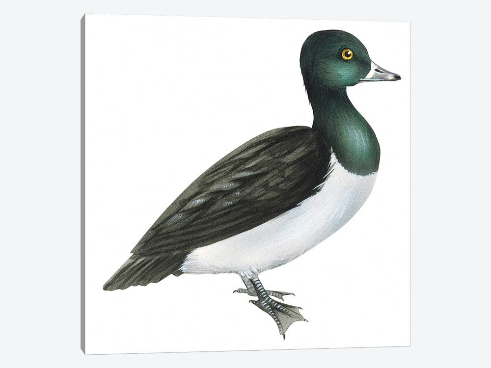 Ring-necked duck by Unknown Artist 1-piece Canvas Art Print