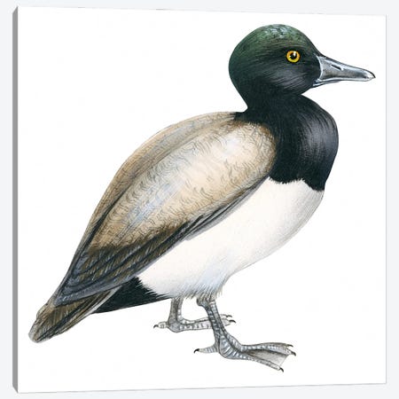 Greater scaup Canvas Print #BMN4021} by Unknown Artist Canvas Artwork