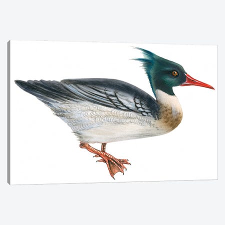 Red-breasted merganser Canvas Print #BMN4023} by Unknown Artist Canvas Art