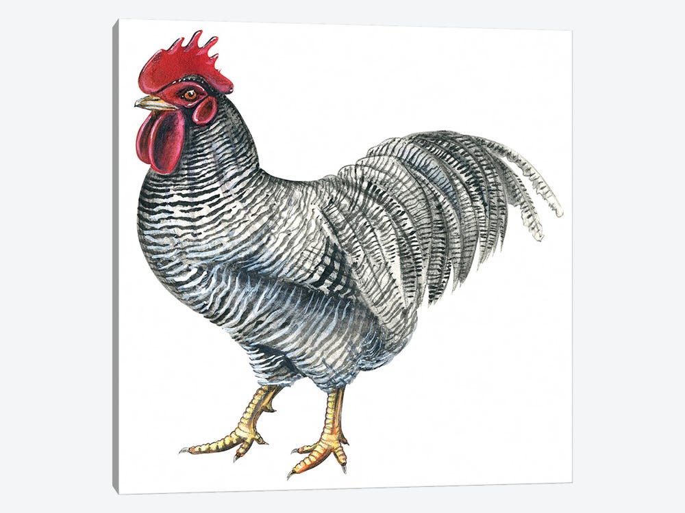 Plymouth Rock rooster 1-piece Canvas Print