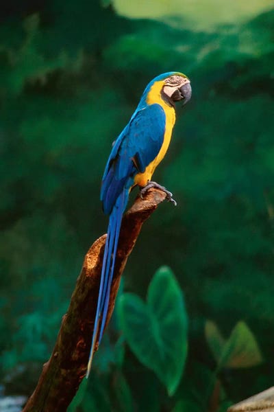 Singapore. Macaw, At Jurong Bird Park by Unknown Artist art print