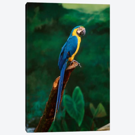 Singapore. Macaw, At Jurong Bird Park Canvas Print #BMN4040} by Unknown Artist Canvas Wall Art