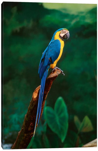 Singapore. Macaw, At Jurong Bird Park Canvas Art Print