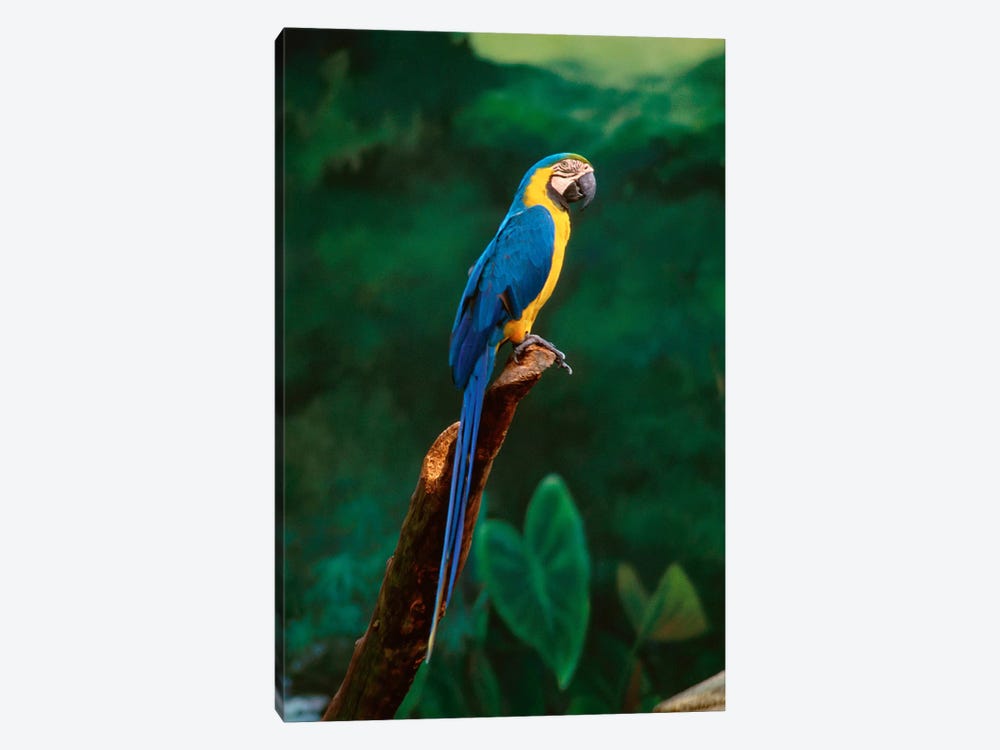 Singapore. Macaw, At Jurong Bird Park by Unknown Artist 1-piece Art Print