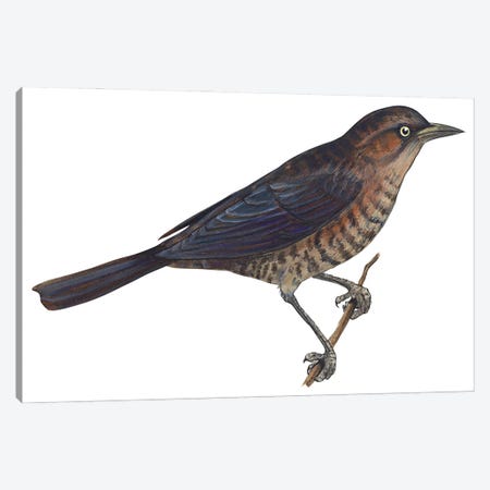 Rusty blackbird Canvas Print #BMN4051} by Unknown Artist Canvas Art Print