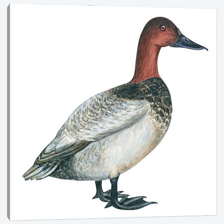 Canvasback duck Canvas Print #BMN4054} by Unknown Artist Canvas Wall Art