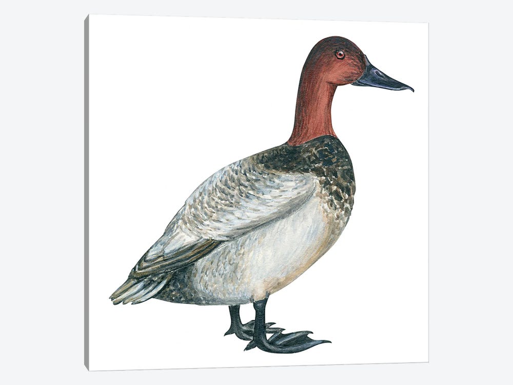 Canvasback duck 1-piece Canvas Art