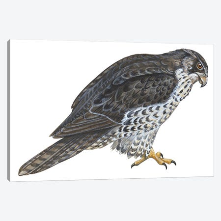 Falcon Canvas Print #BMN4058} by Unknown Artist Canvas Art Print
