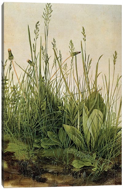 The Great Piece of Turf, 1503  Canvas Art Print - Grass Art