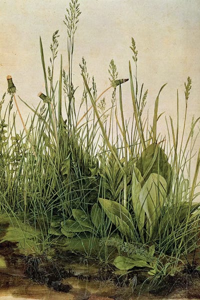 Renaissance: The Great Piece of Turf, 1503  by Albrecht Dürer