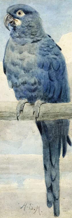 Hyacinthine Macaw, 1889 