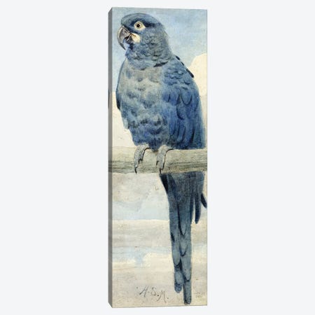Hyacinthine Macaw, 1889  Canvas Print #BMN4120} by Henry Stacey Marks Canvas Print