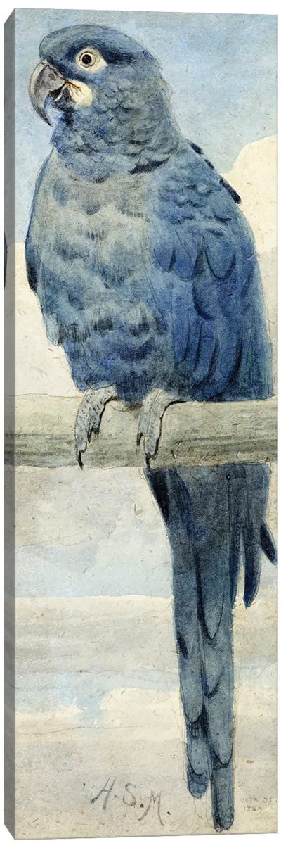 Hyacinthine Macaw, 1889  Canvas Art Print - Macaw Art