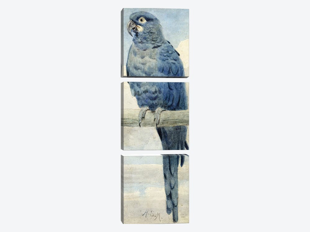 Hyacinthine Macaw, 1889  by Henry Stacey Marks 3-piece Canvas Artwork