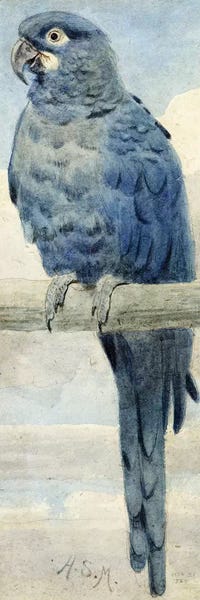 Pre-Raphaelite: Hyacinthine Macaw, 1889  by Henry Stacey Marks