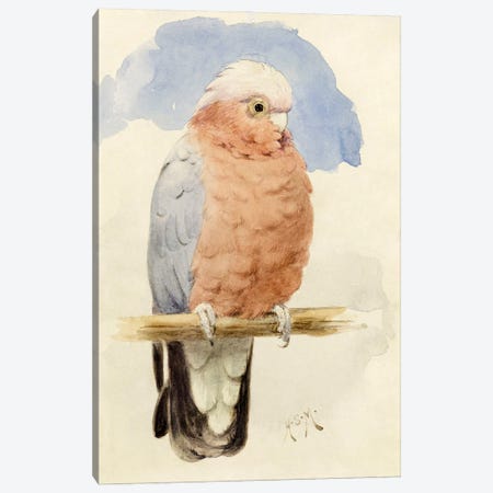 A Rose Breasted Cockatoo, c.1890  Canvas Print #BMN4121} by Henry Stacey Marks Canvas Art Print